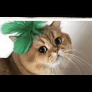 Meet your Posher, Janet